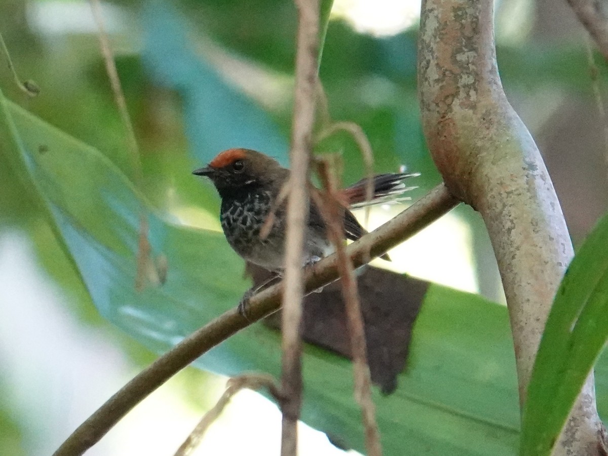 Abanico de Solomón (ugiensis) - ML639969742