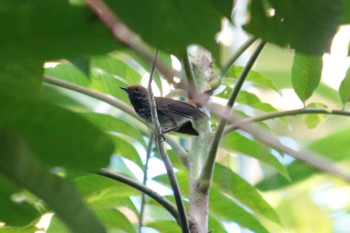 Abanico de Solomón (ugiensis) - ML639969743