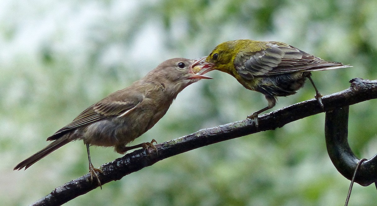 Pine Warbler - ML639969790