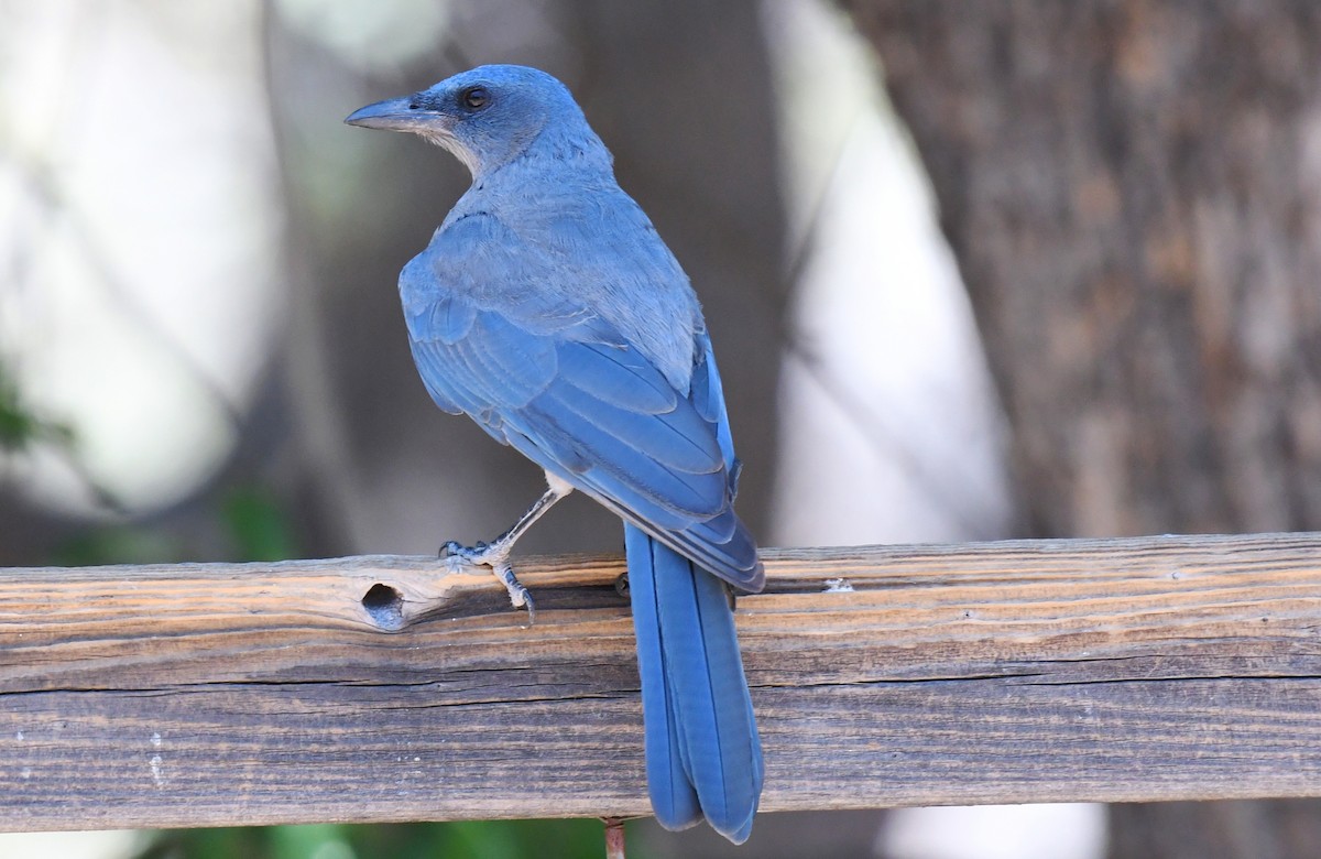 Mexican Jay (Arizona) - Tina Rosier