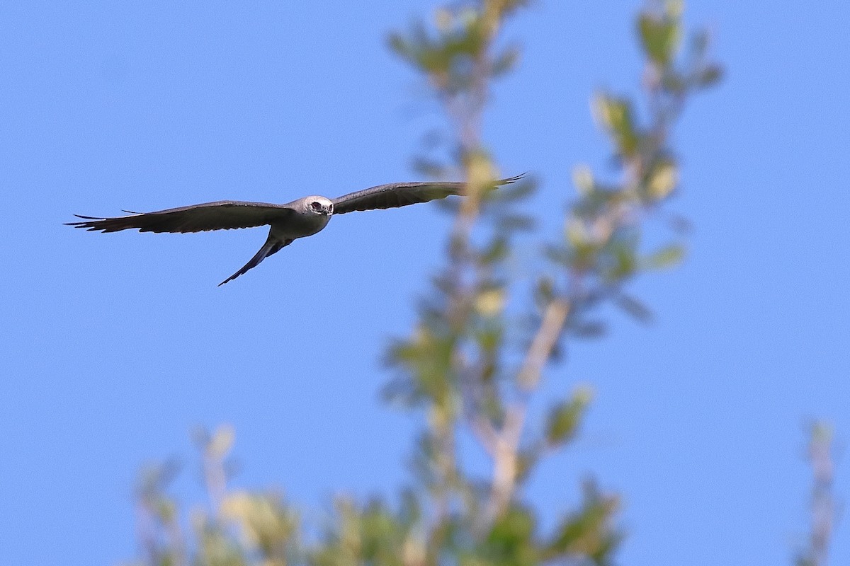 Mississippi Kite - ML639969878
