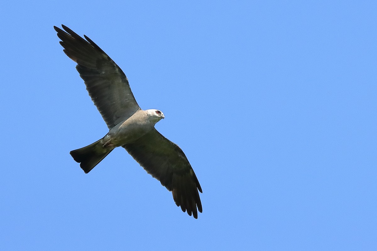 Mississippi Kite - ML639969879