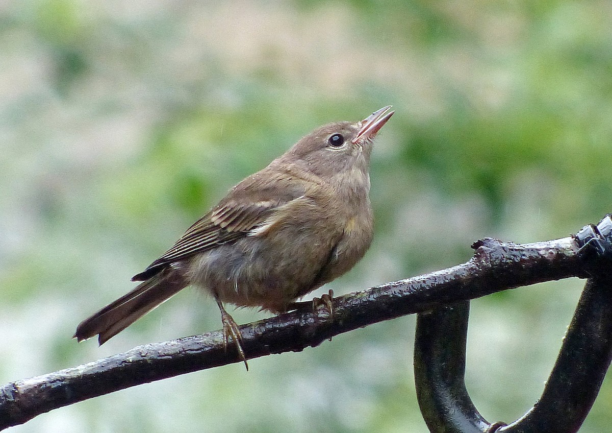 Pine Warbler - ML639969884