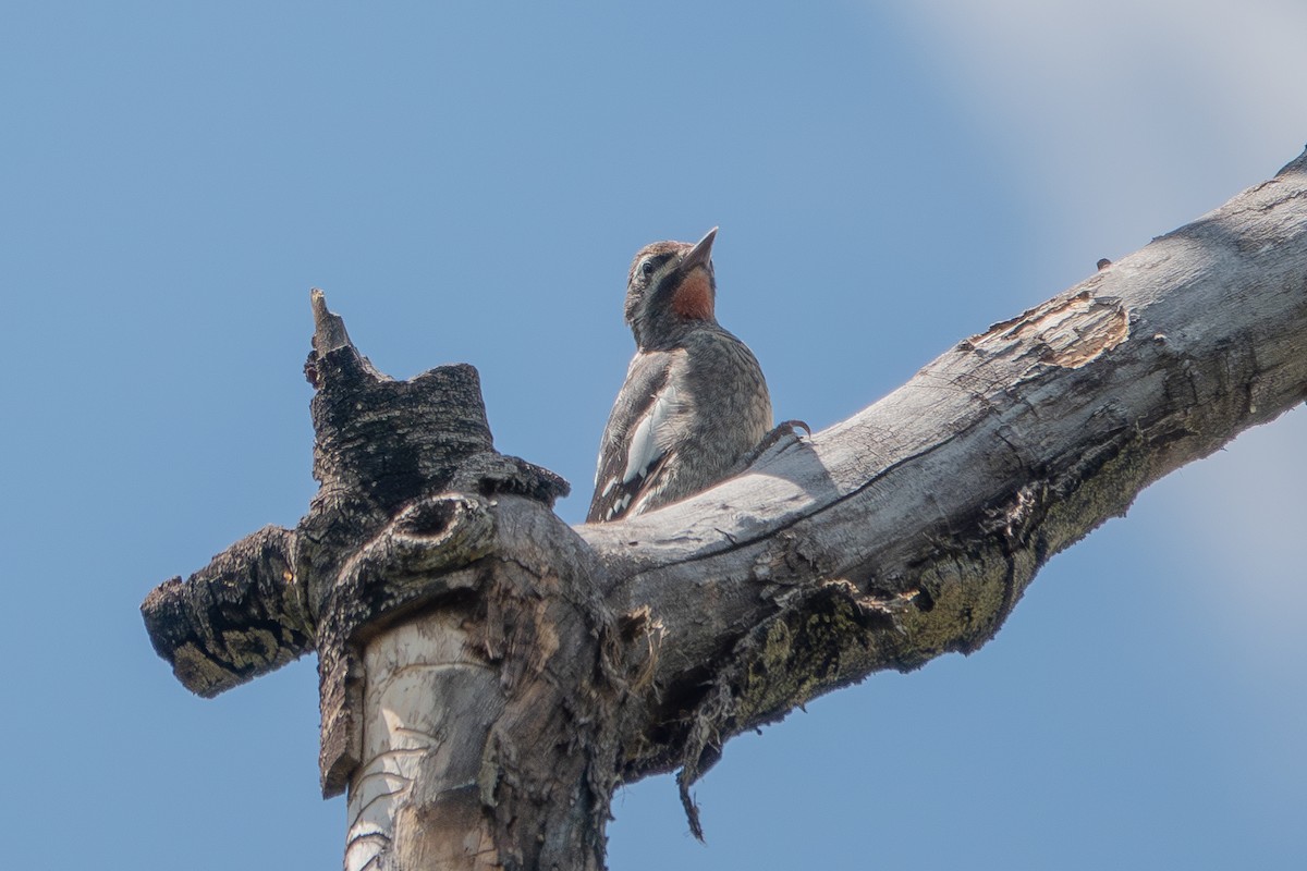 Red-naped Sapsucker - ML639969890