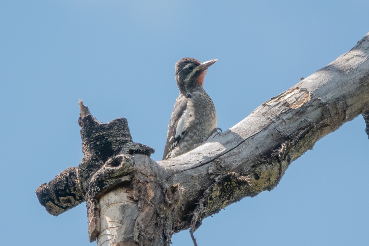 Red-naped Sapsucker - ML639969895