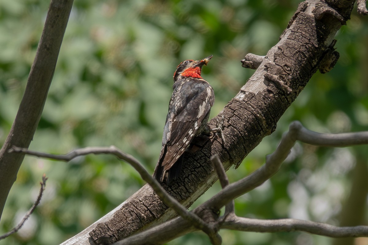 Red-naped Sapsucker - ML639969897