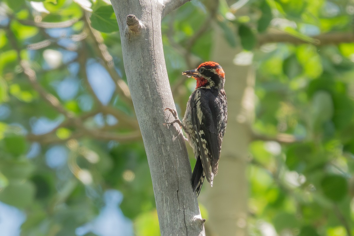 Red-naped Sapsucker - ML639969898