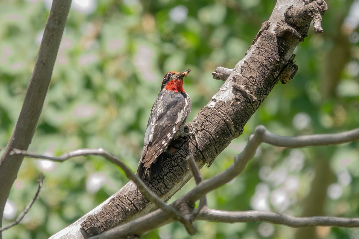 Red-naped Sapsucker - ML639969899