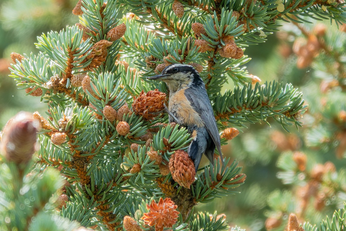 Red-breasted Nuthatch - ML639969921