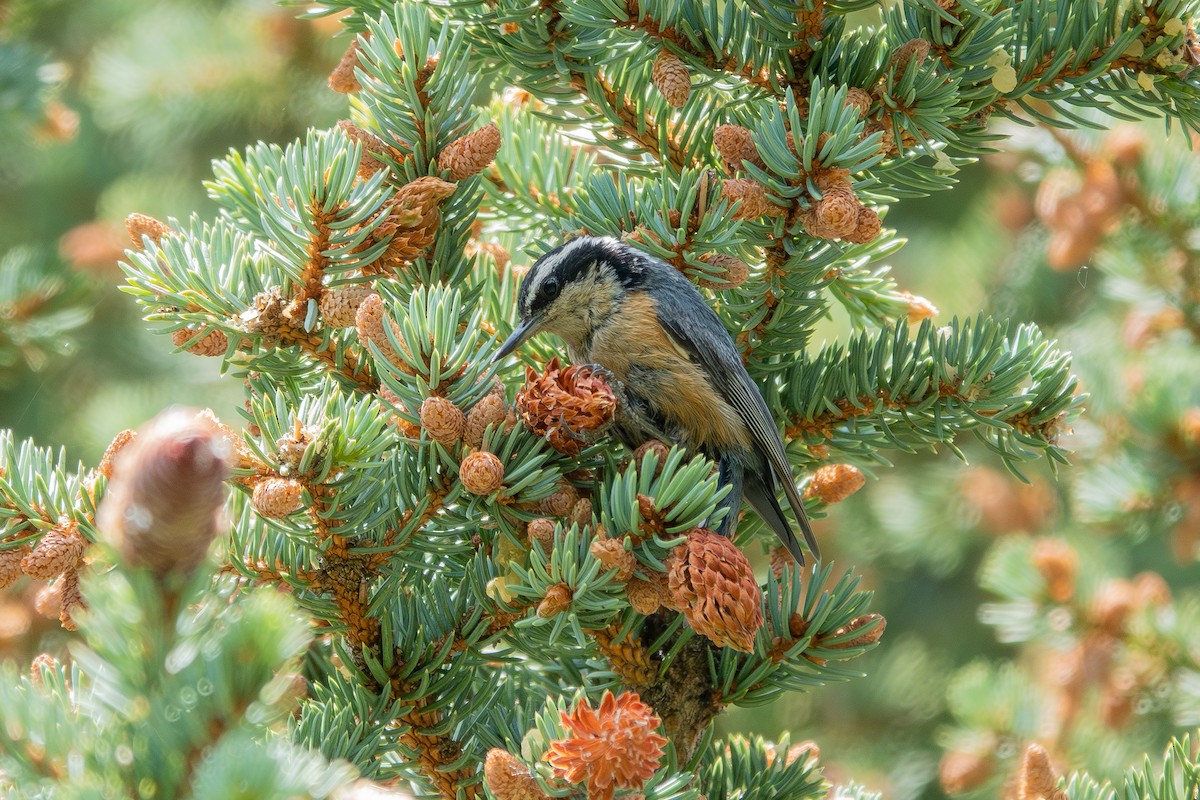 Red-breasted Nuthatch - ML639969922