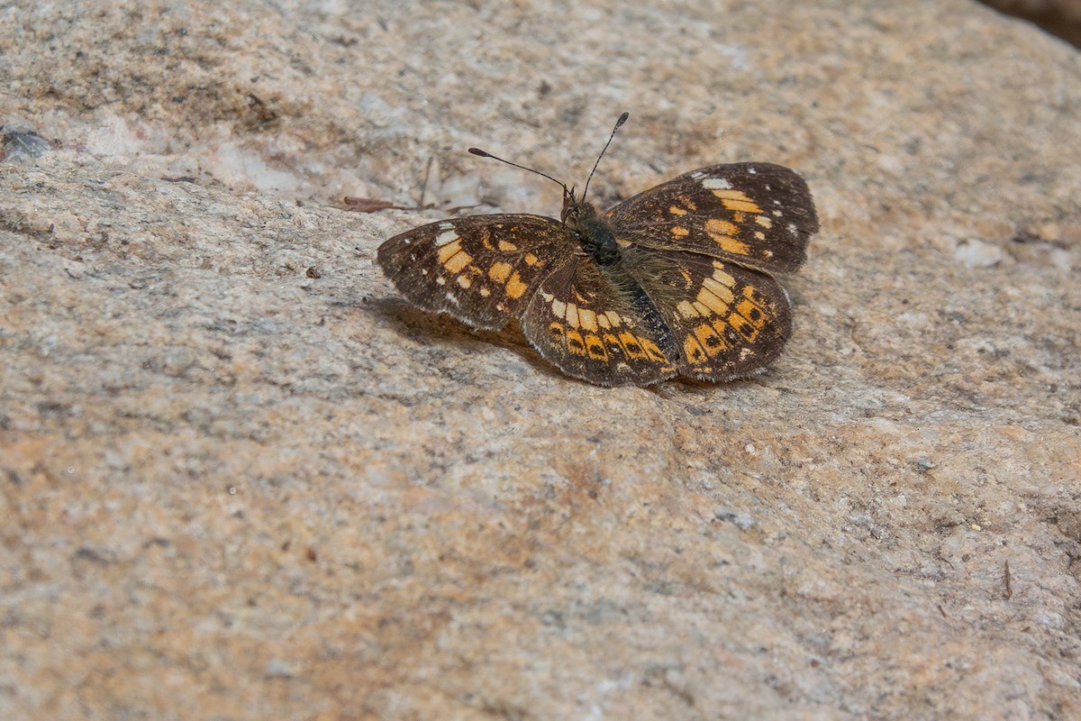 Silvery Checkerspot - ML639969937