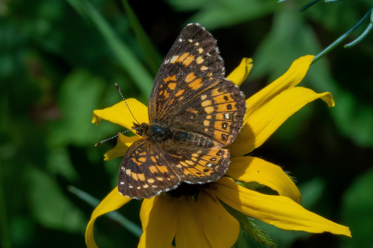 Silvery Checkerspot - ML639969938