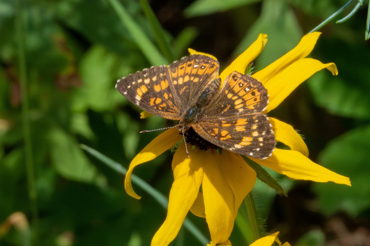 Silvery Checkerspot - ML639969939