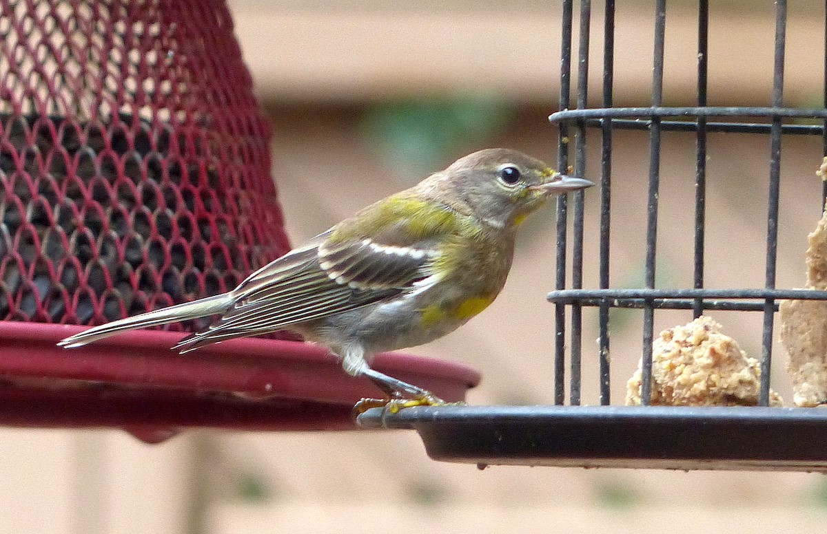 Pine Warbler - ML639969948