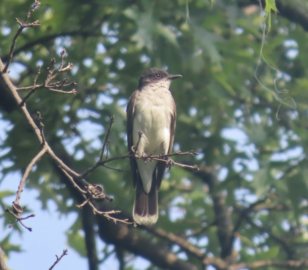 Eastern Kingbird - ML639970004