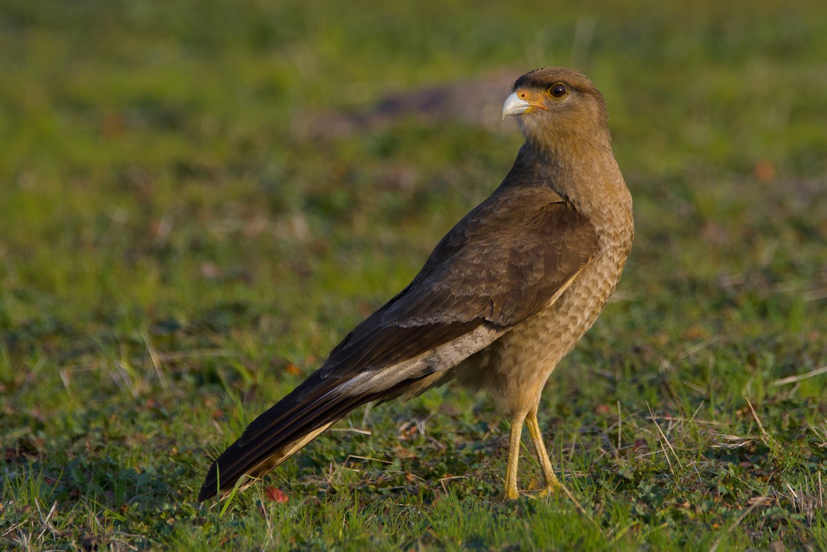 Chimango Caracara - ML639970031