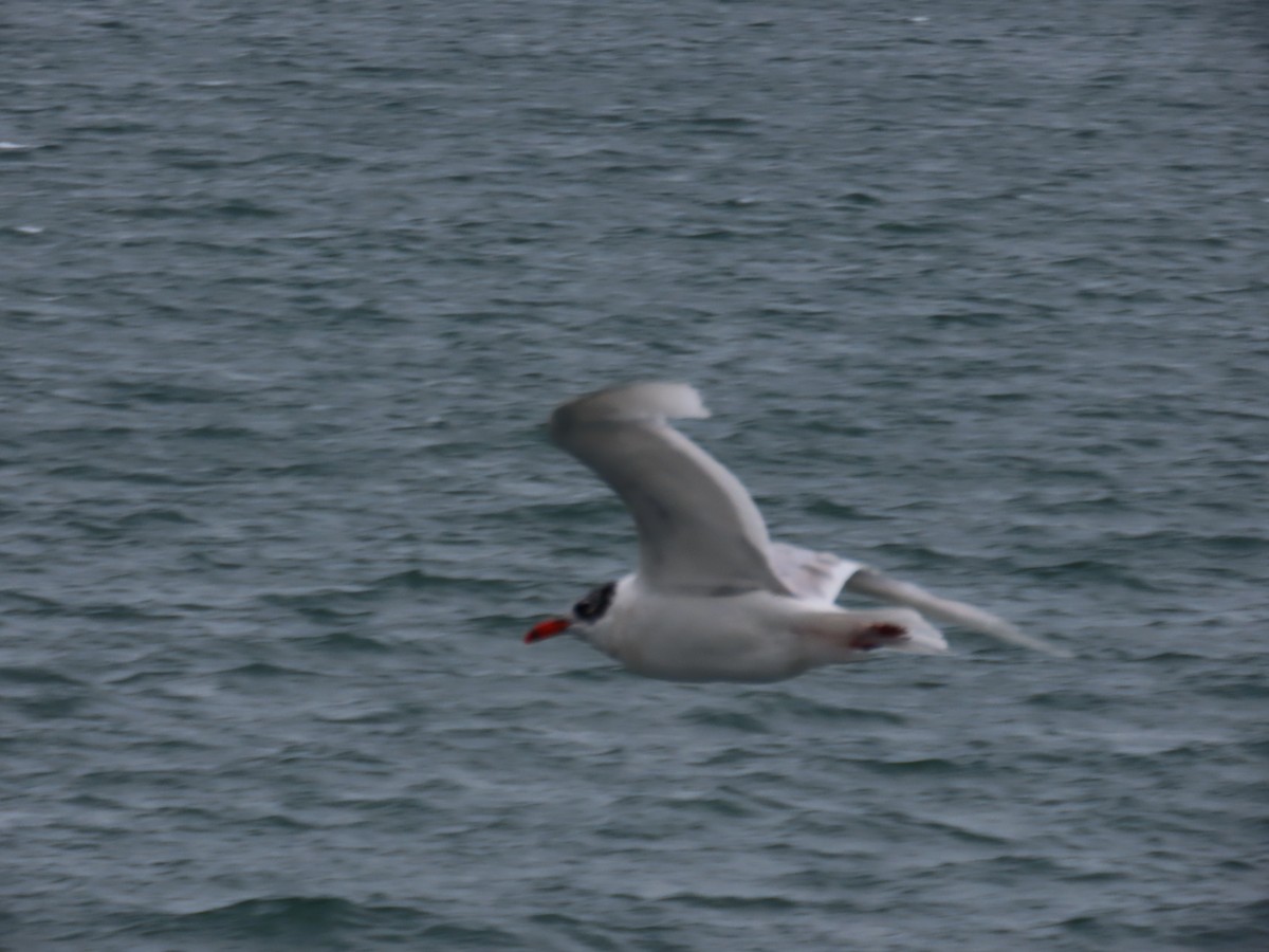 Mediterranean Gull - ML639970034