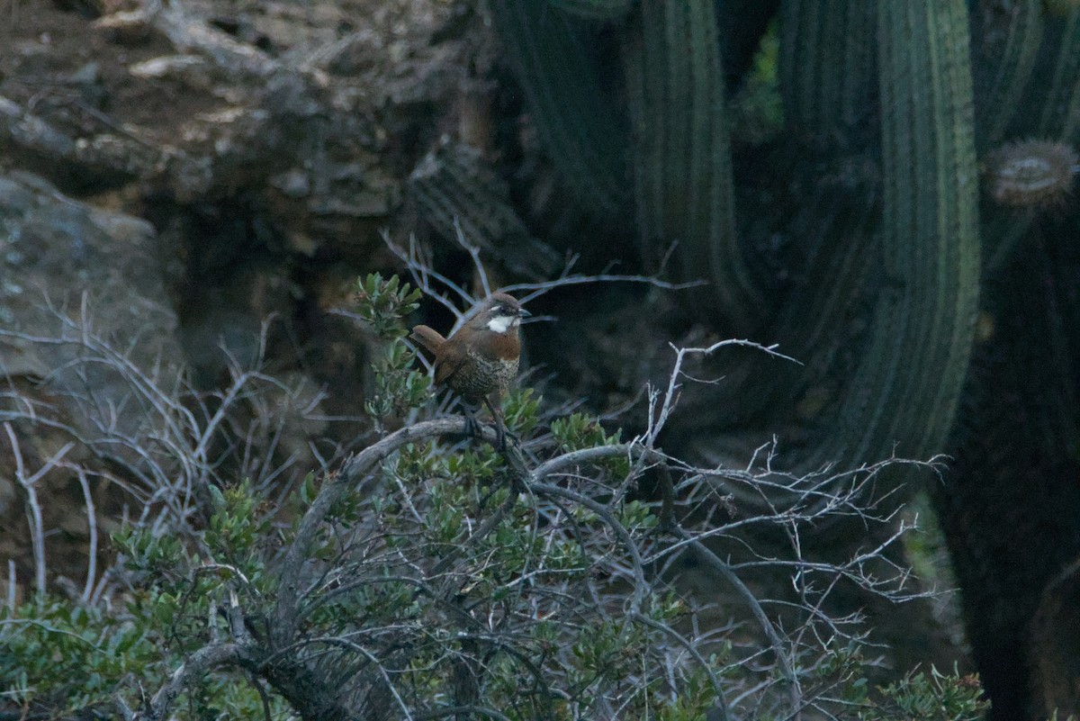 Moustached Turca - ML639970036