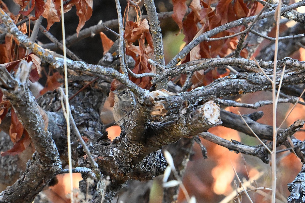 Rufous-crowned Sparrow - ML639970131