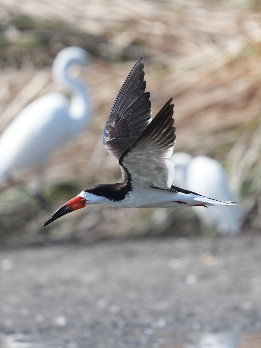 Black Skimmer - ML639970187