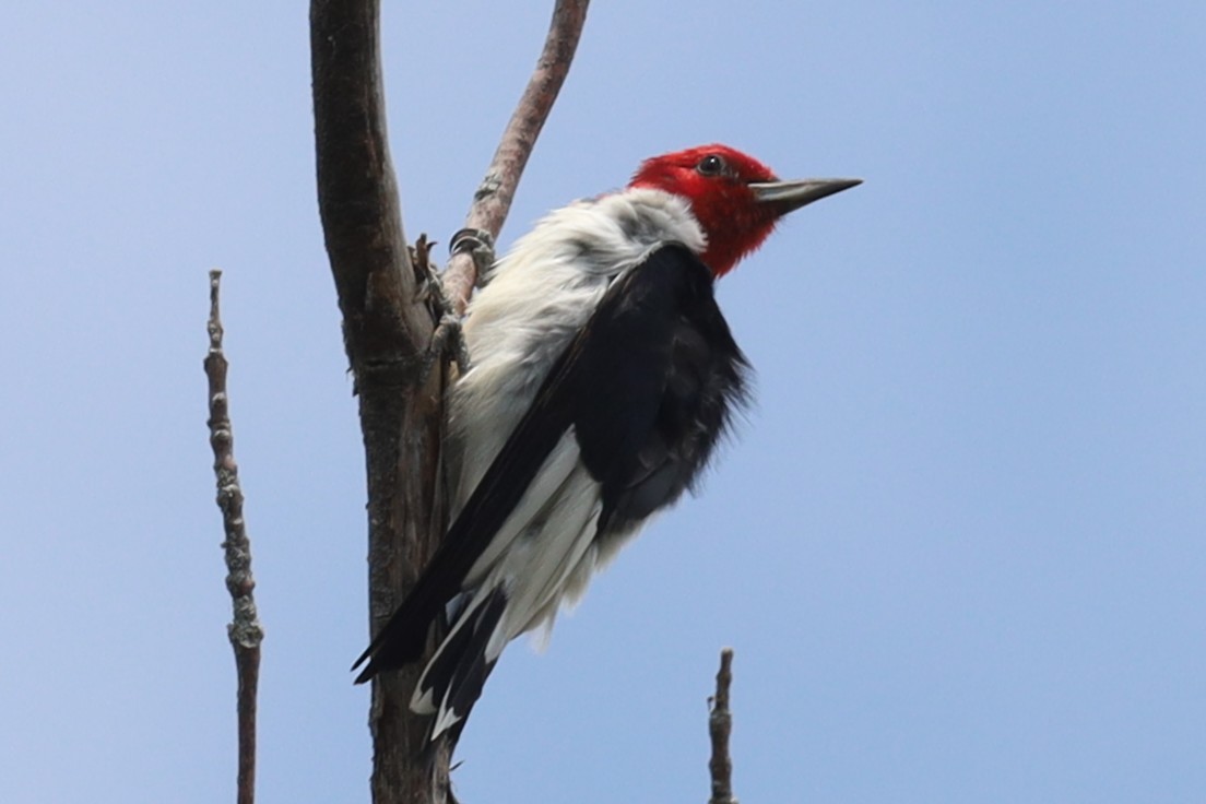 Pic à tête rouge - ML639970212