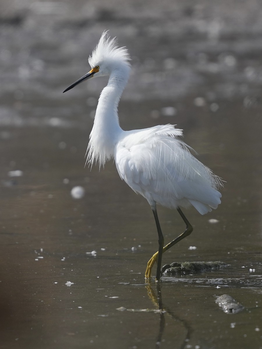 Snowy Egret - ML639970235