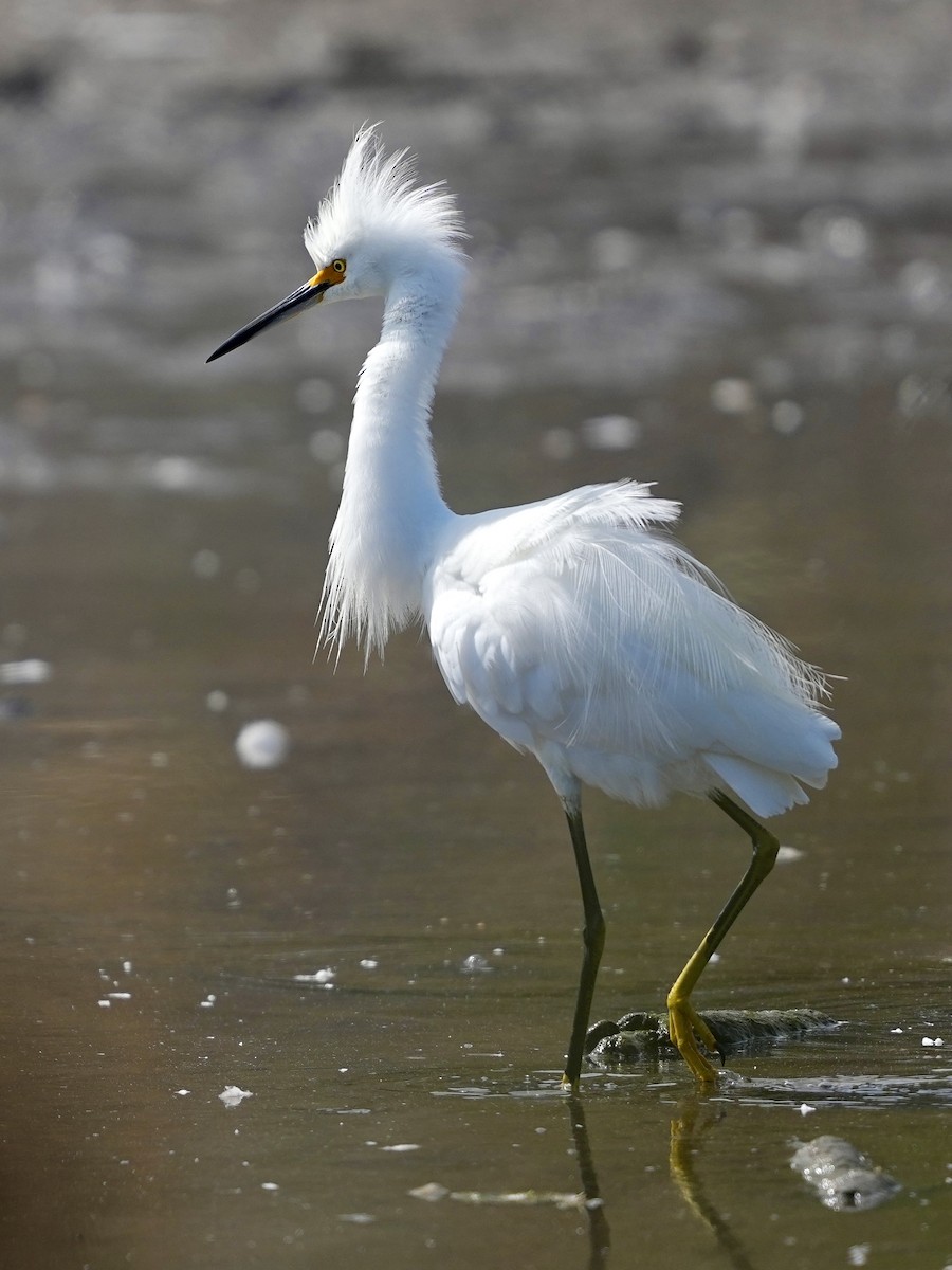 Snowy Egret - ML639970236