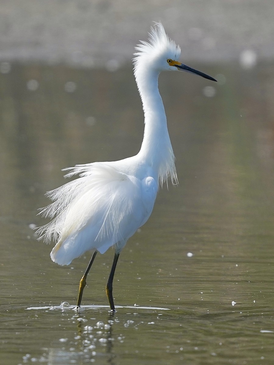 Snowy Egret - ML639970237