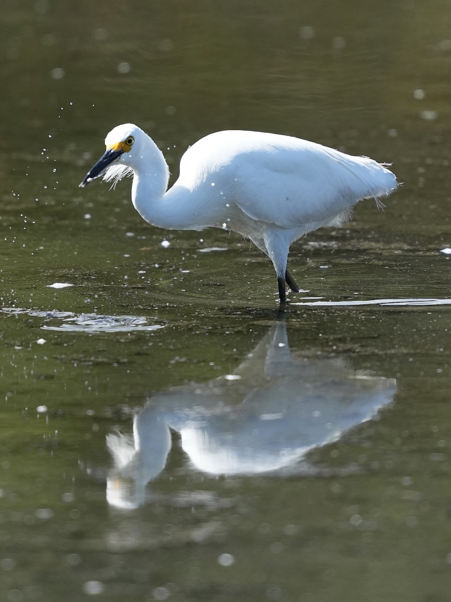 Snowy Egret - ML639970238
