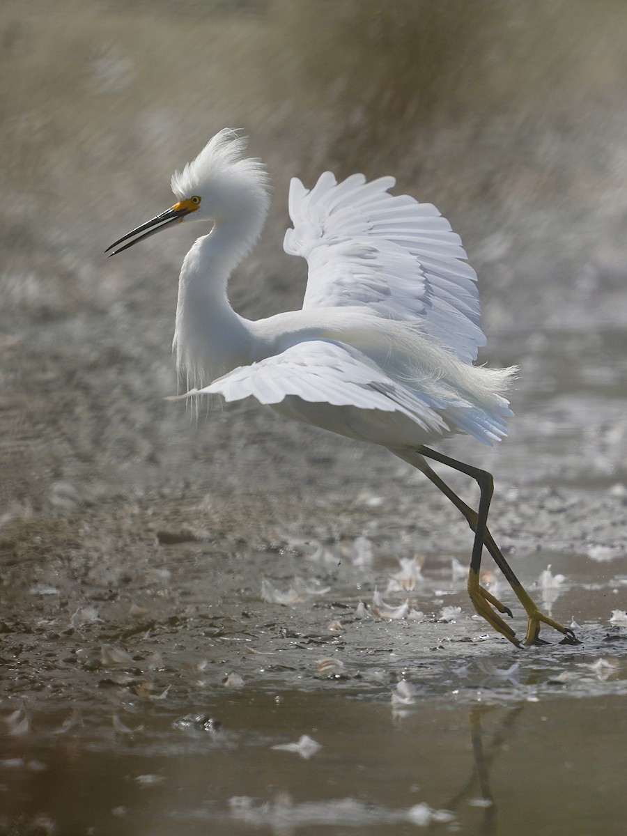 Snowy Egret - ML639970239