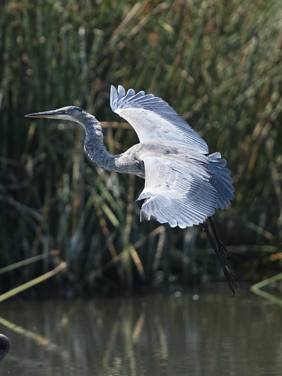 Great Blue Heron - ML639970257