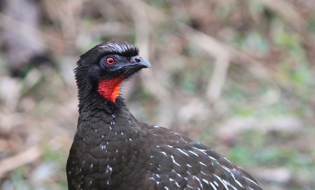 Pénélope des yungas - ML639970265