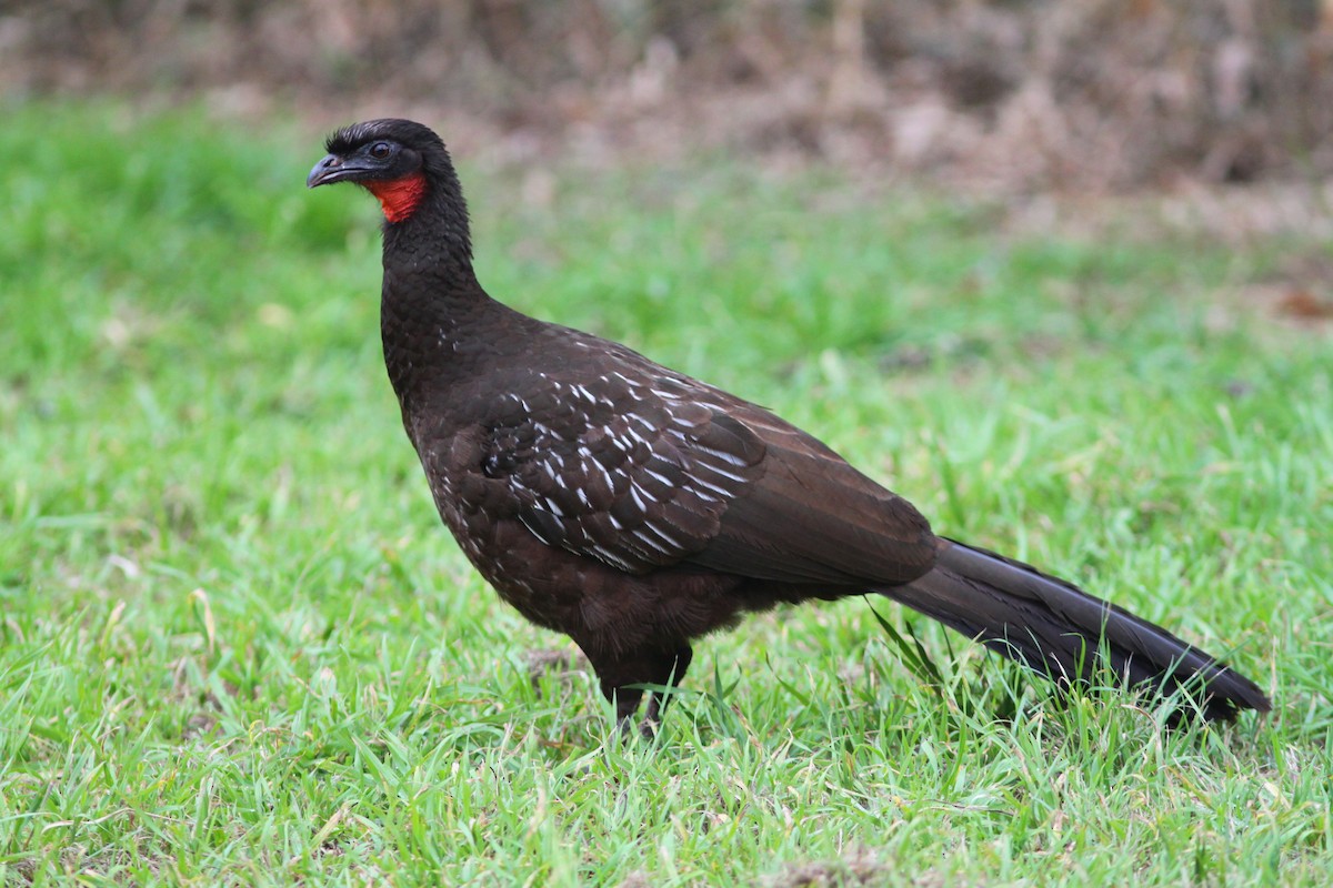 Pénélope des yungas - ML639970266
