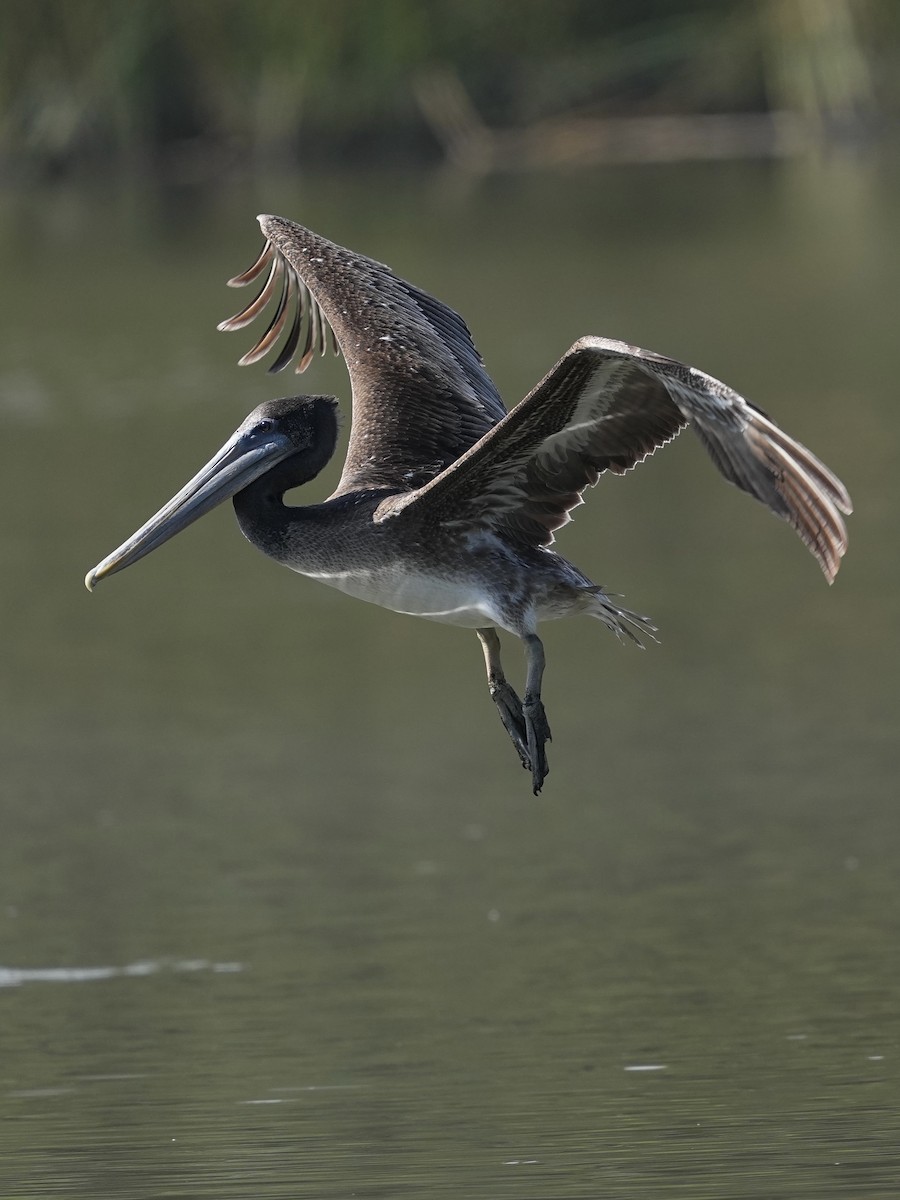 Brown Pelican - ML639970267