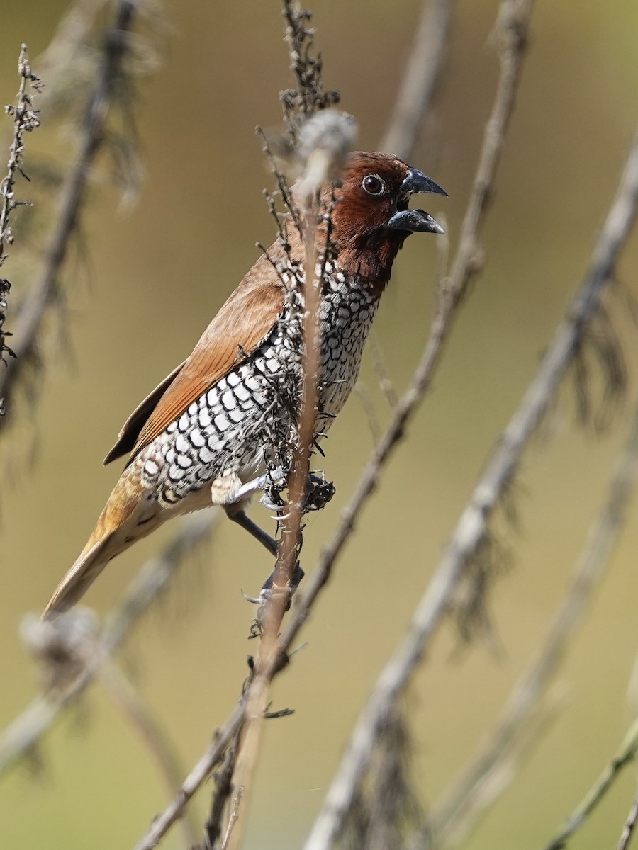 斑文鳥 - ML639970275