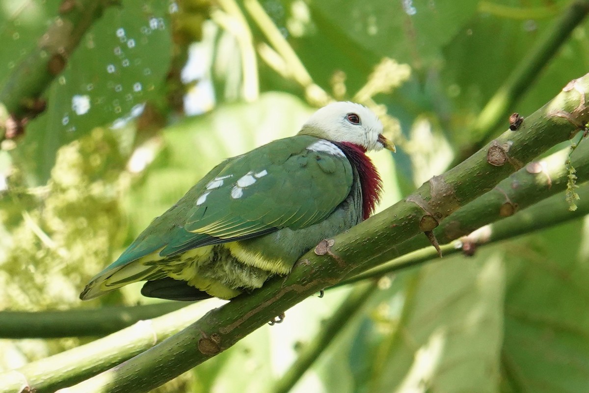 White-headed Fruit-Dove - ML639970308