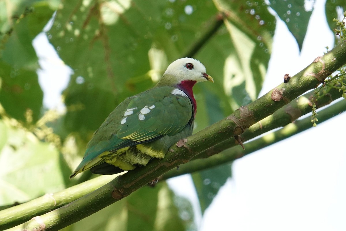 White-headed Fruit-Dove - ML639970309
