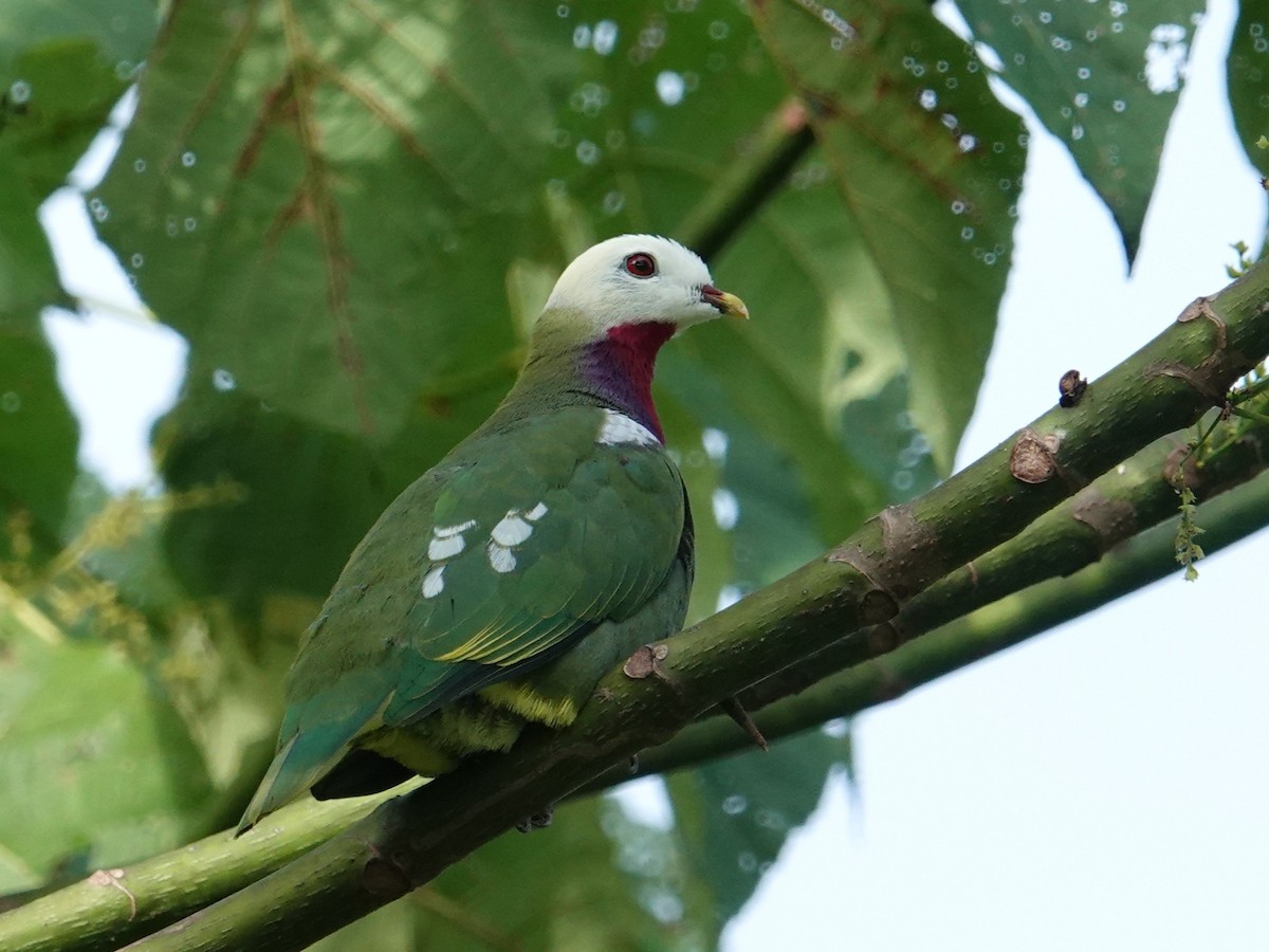 White-headed Fruit-Dove - ML639970310