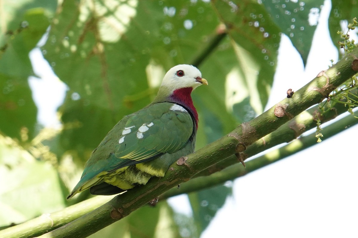 White-headed Fruit-Dove - ML639970311