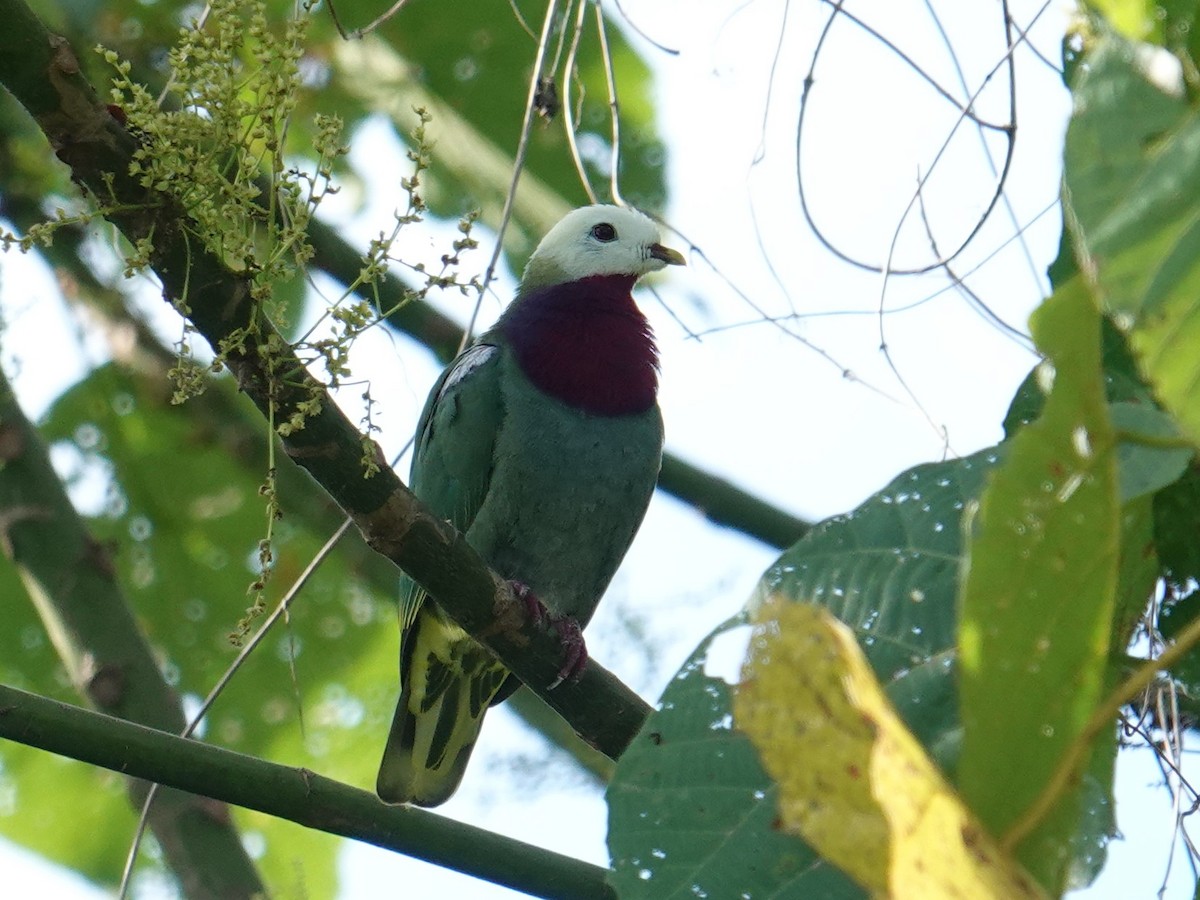 White-headed Fruit-Dove - ML639970312