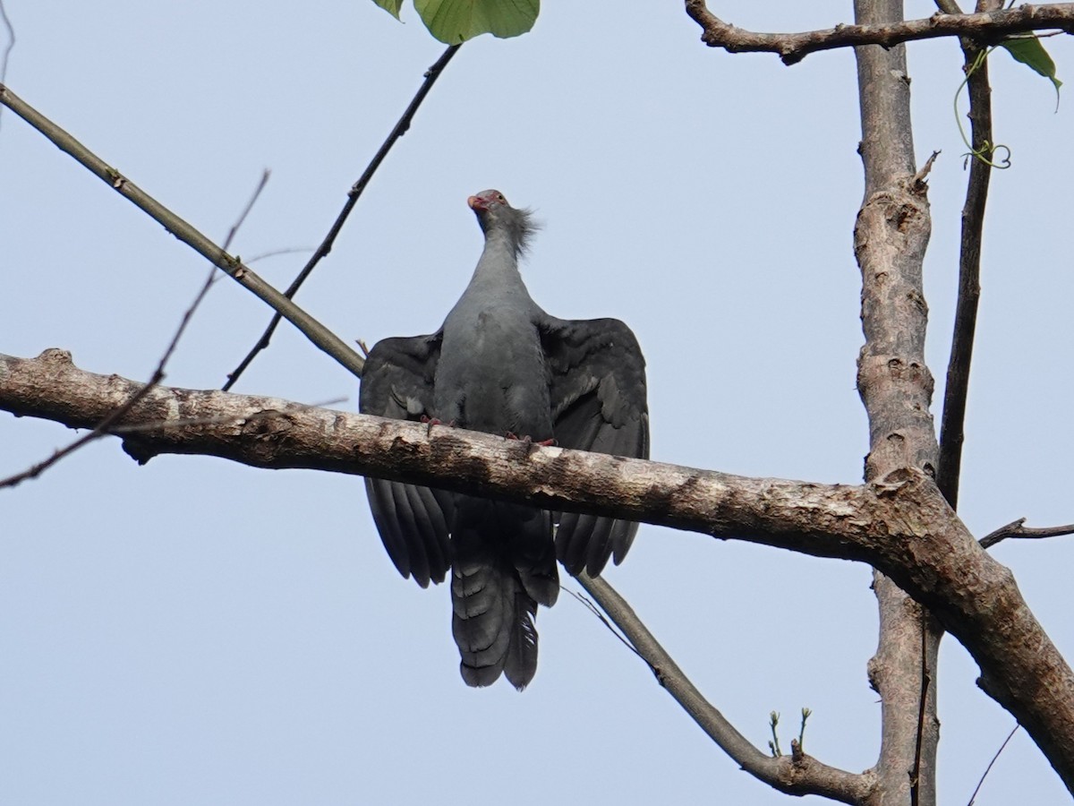 Crested Cuckoo-Dove - ML639970328