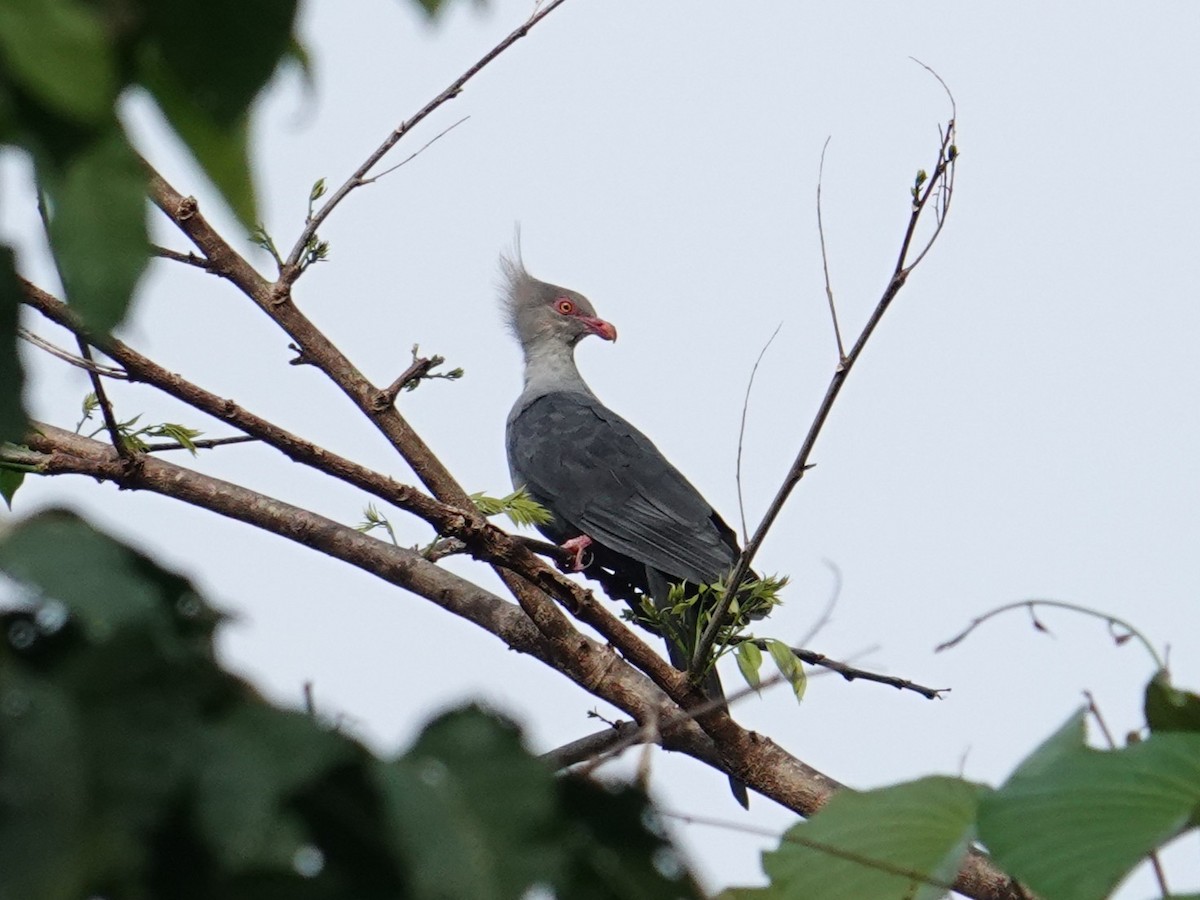 Crested Cuckoo-Dove - ML639970330