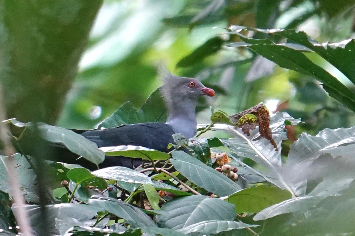 Crested Cuckoo-Dove - ML639970333