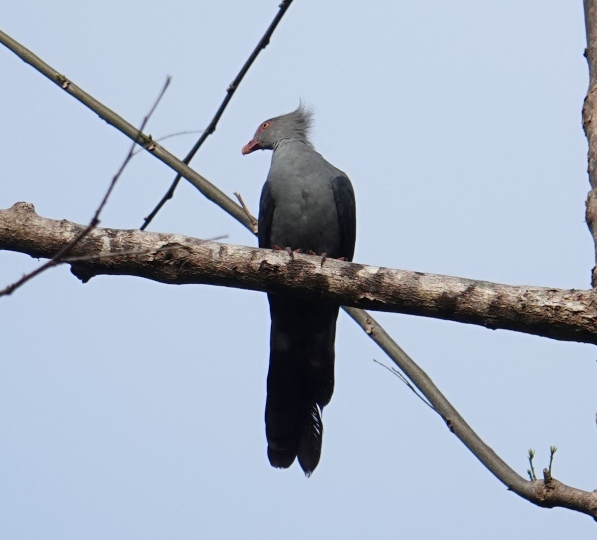 Crested Cuckoo-Dove - ML639970335