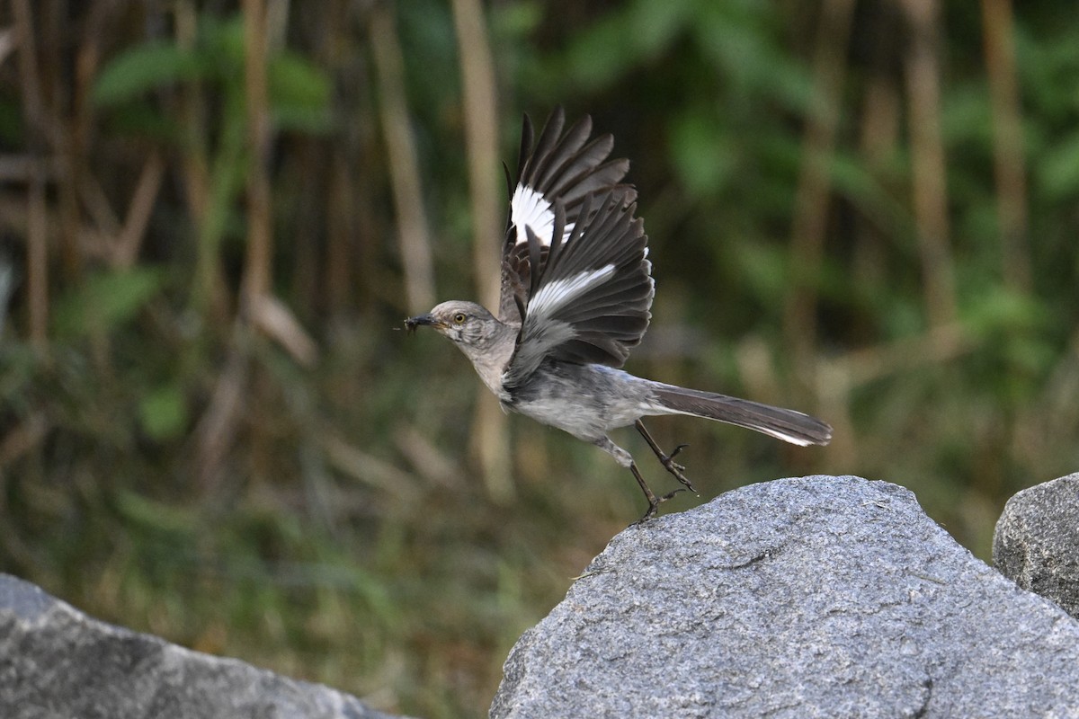 Northern Mockingbird - ML639970367