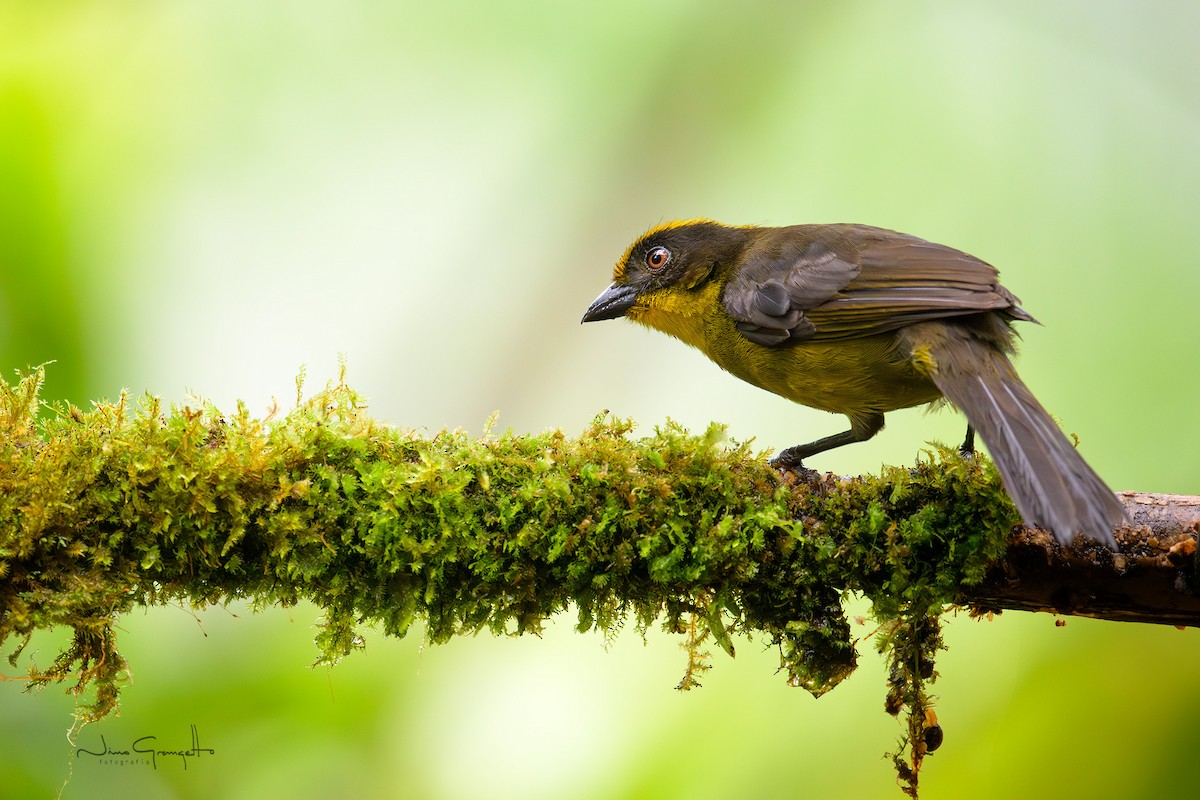 Choco Brushfinch - ML639970438