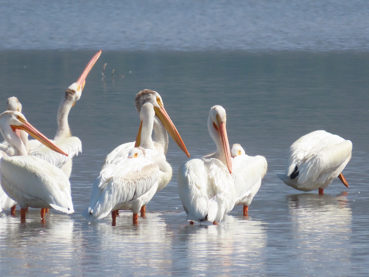 American White Pelican - ML639970469