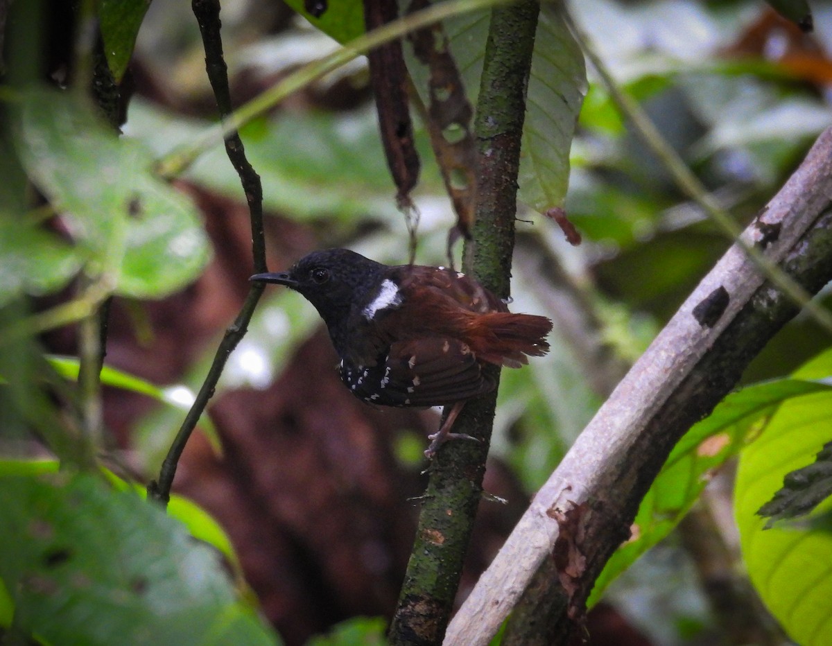 Chestnut-tailed Antbird - ML639970470
