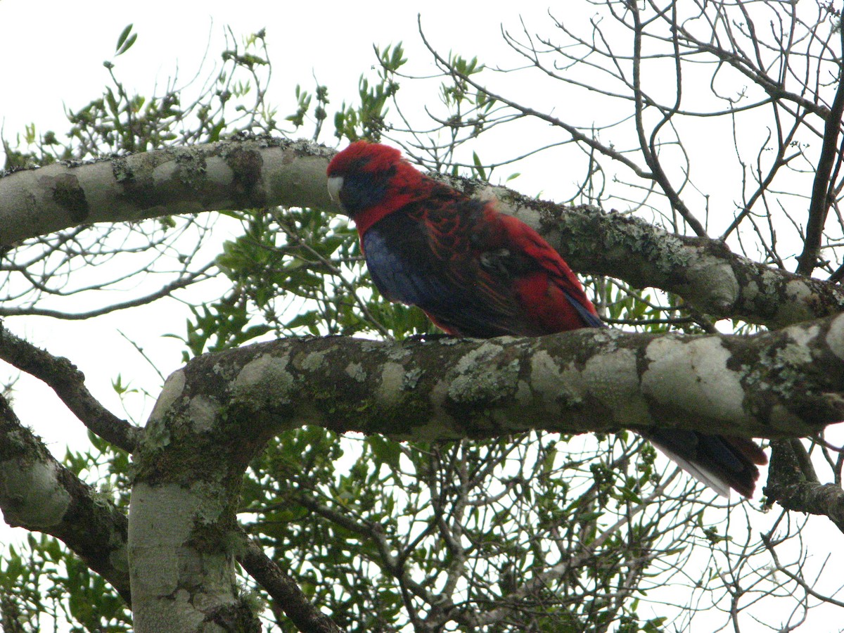 Crimson Rosella - ML639970475