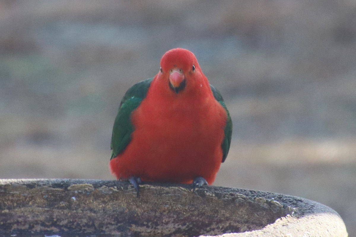 Australian King-Parrot - ML639970489